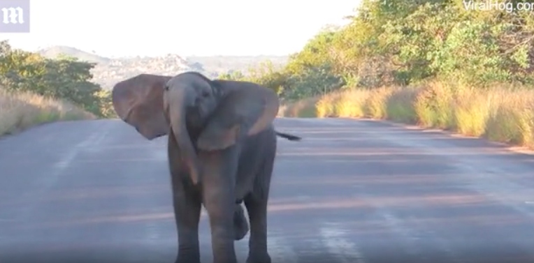 Clip: Chú voi con bắng nhắng nhảy nhót khi đi chơi cùng mẹ